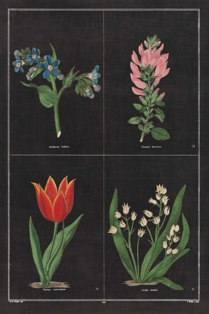 Botanical on Black Chart III art print by Wild Apple Portfolio for $57.95 CAD