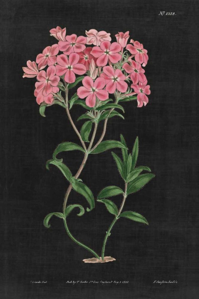 Botanical on Black Chart VI art print by Wild Apple Portfolio for $57.95 CAD