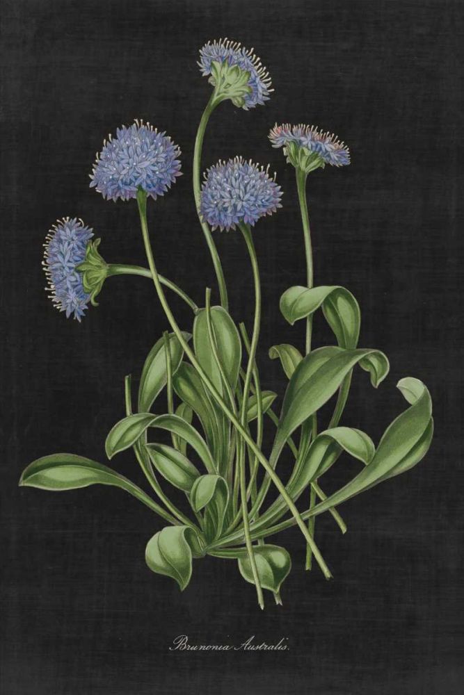 Botanical on Black Chart VII art print by Wild Apple Portfolio for $57.95 CAD