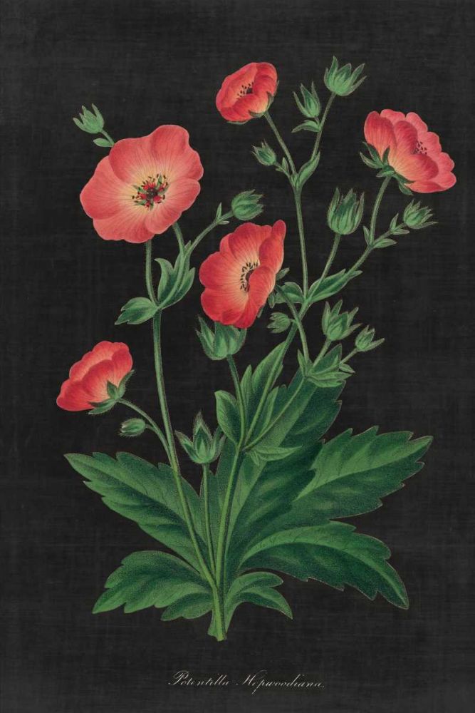 Botanical on Black Chart XII art print by Wild Apple Portfolio for $57.95 CAD