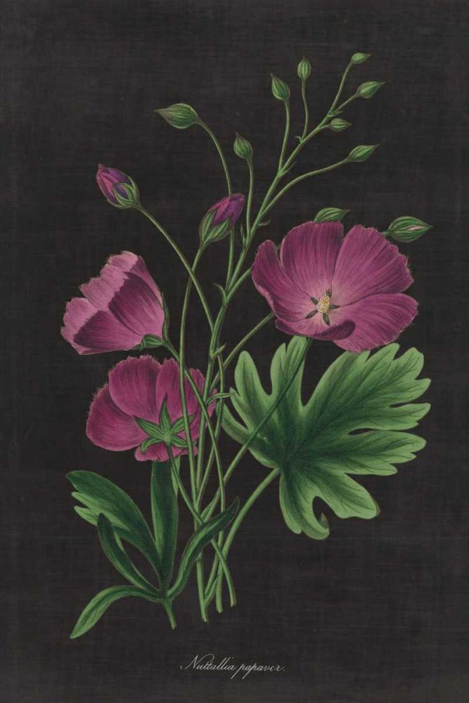 Botanical on Black Chart XIII art print by Wild Apple Portfolio for $57.95 CAD