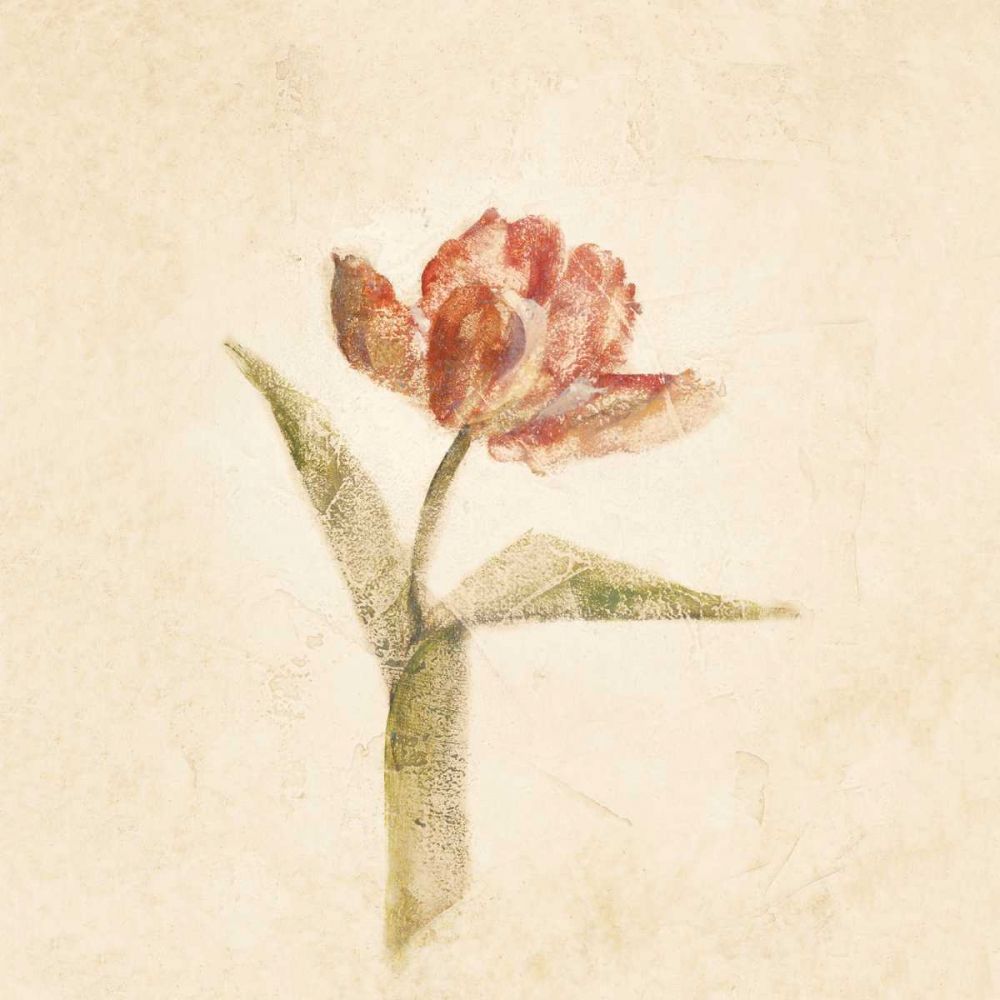 Flaming Parrot Tulip on White Crop art print by Cheri Blum for $57.95 CAD