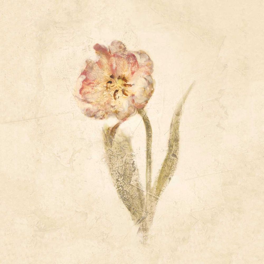 May Wonder Tulip on White Crop art print by Cheri Blum for $57.95 CAD