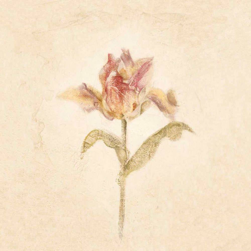 Zoomer Schoon Tulip on White Crop art print by Cheri Blum for $57.95 CAD