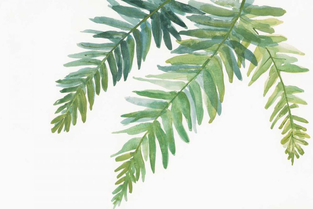 Ferns I art print by Chris Paschke for $57.95 CAD