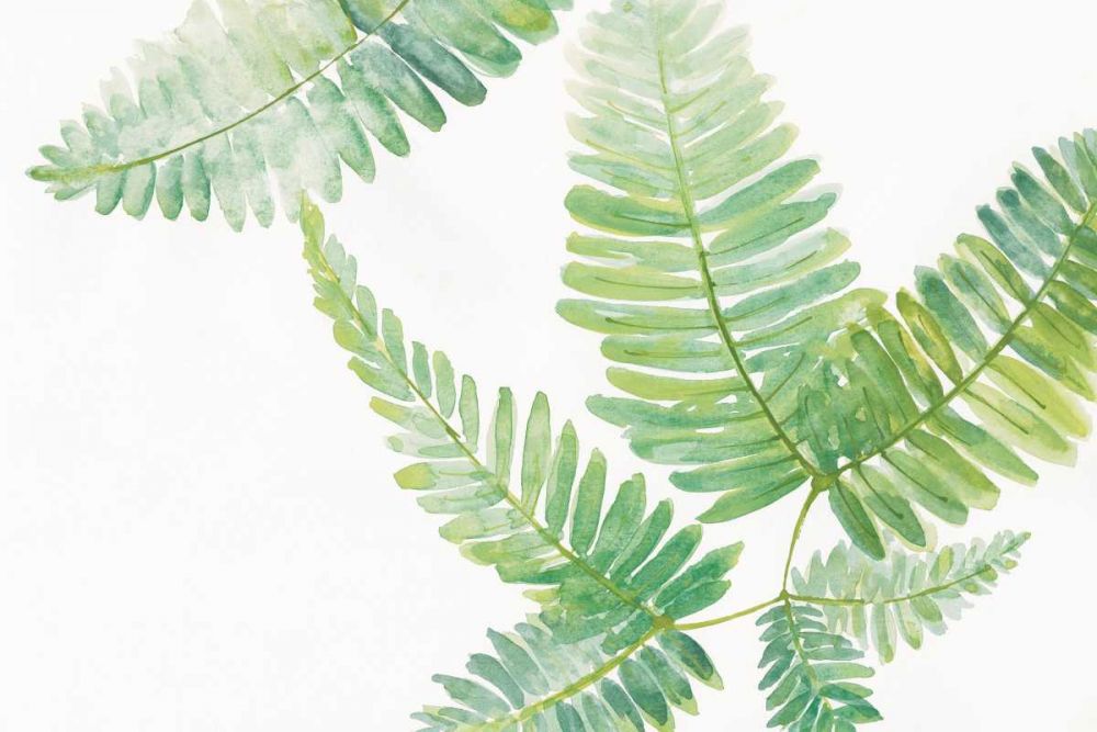 Ferns II art print by Chris Paschke for $57.95 CAD
