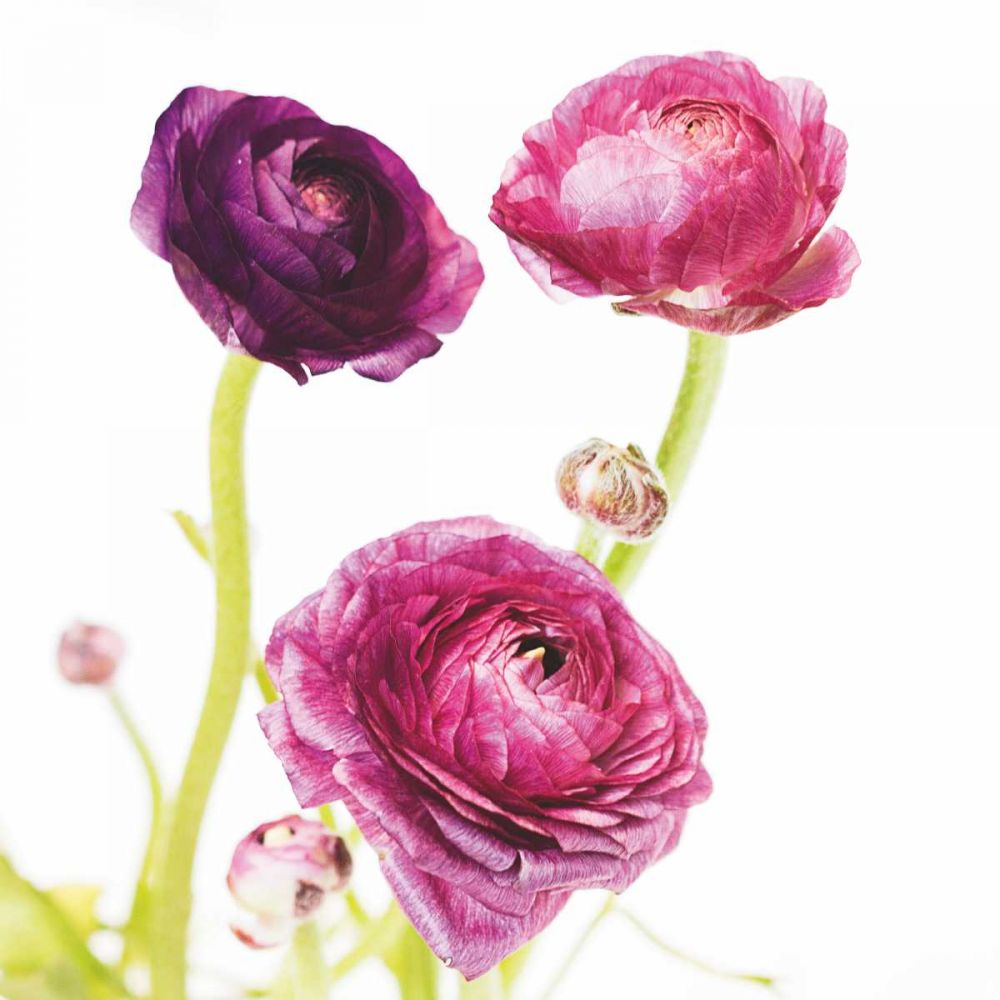 Spring Ranunculus I art print by Laura Marshall for $57.95 CAD