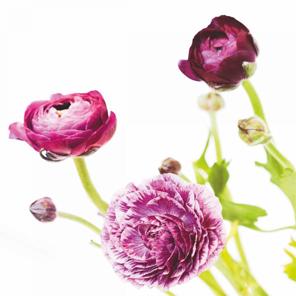 Spring Ranunculus II art print by Laura Marshall for $57.95 CAD
