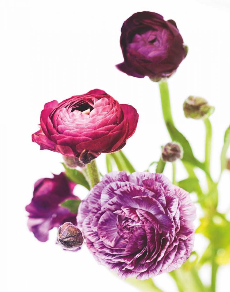 Spring Ranunculus VI art print by Laura Marshall for $57.95 CAD