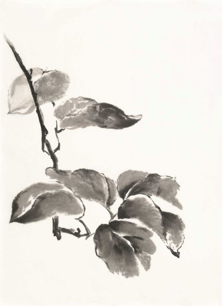 Sumi Kiwi art print by Chris Paschke for $57.95 CAD