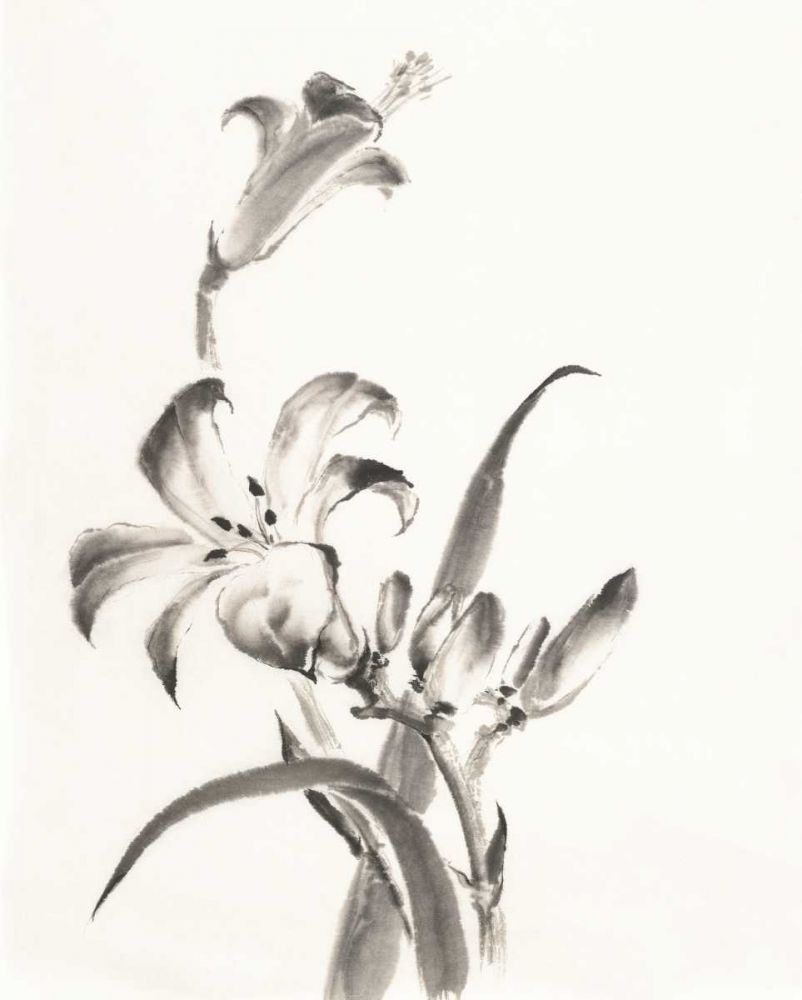 Sumi Daylily II art print by Chris Paschke for $57.95 CAD