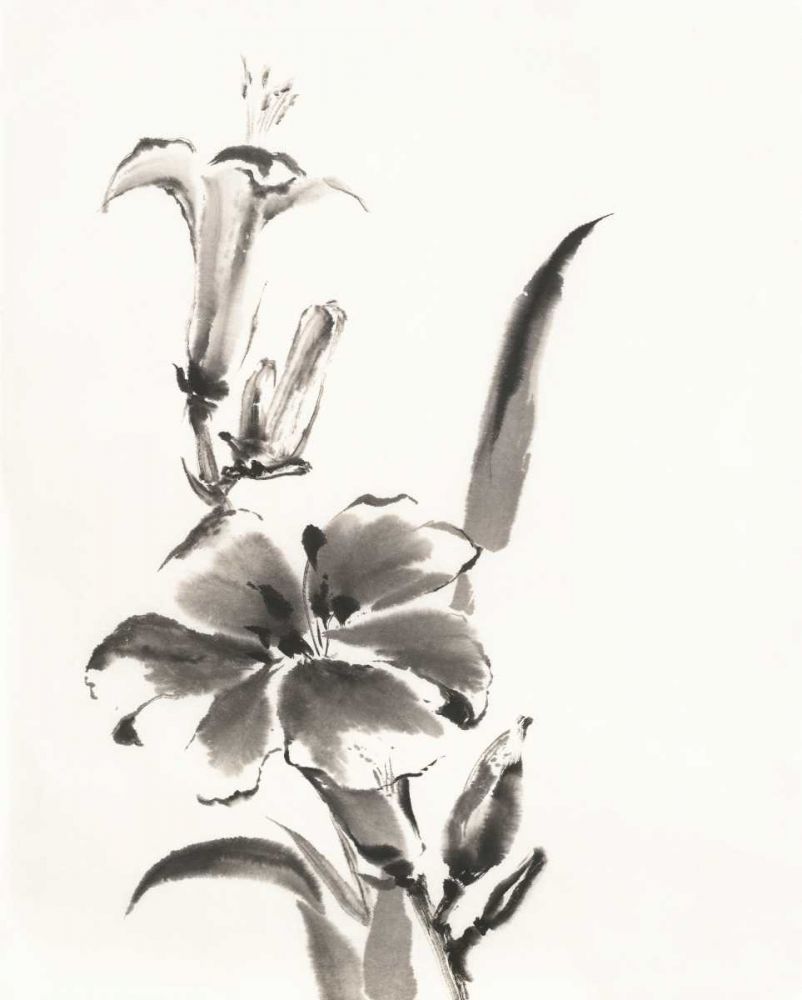 Sumi Daylily III art print by Chris Paschke for $57.95 CAD
