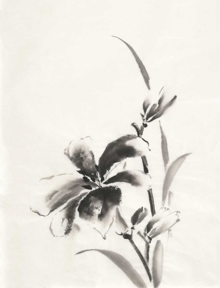 Sumi Daylily IV art print by Chris Paschke for $57.95 CAD