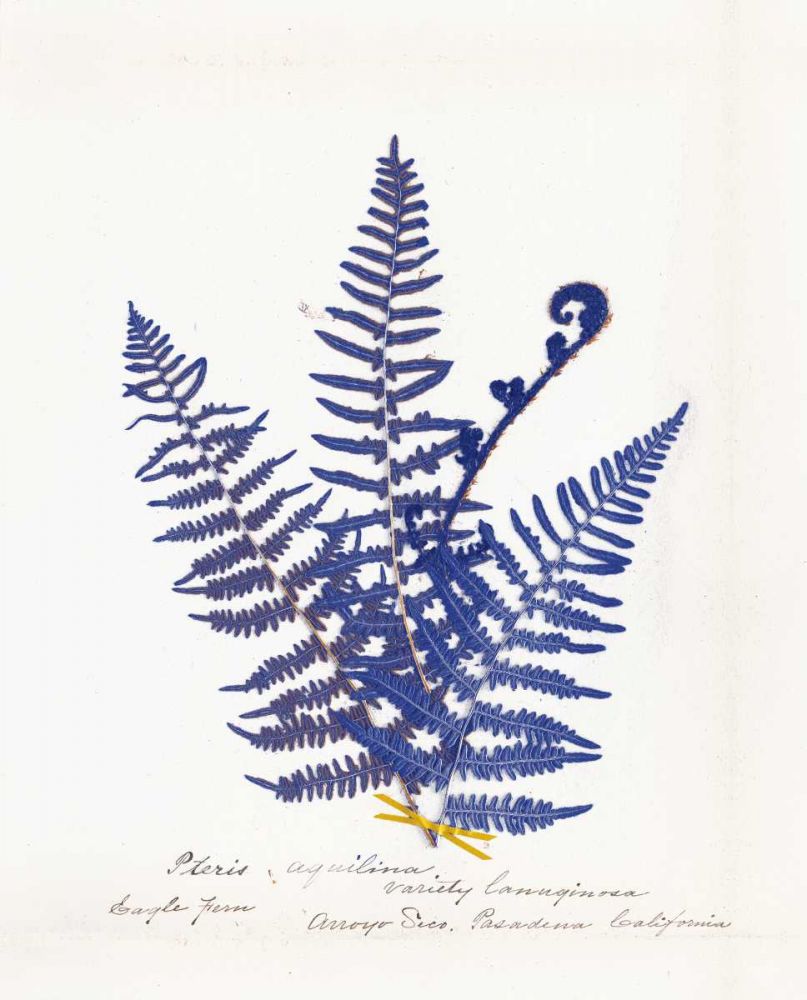 Botanical Fern IV Blue Light art print by Wild Apple Portfolio for $57.95 CAD