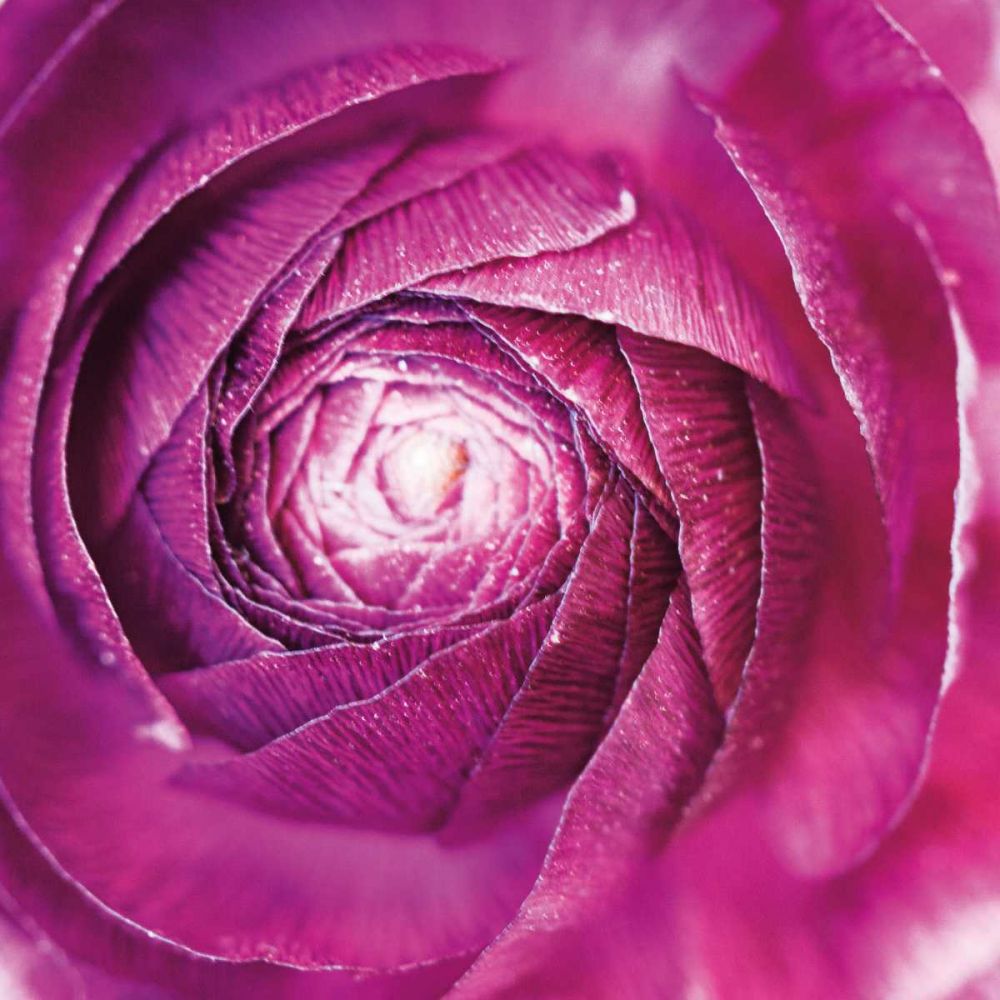 Ranunculus Abstract I Color art print by Laura Marshall for $57.95 CAD