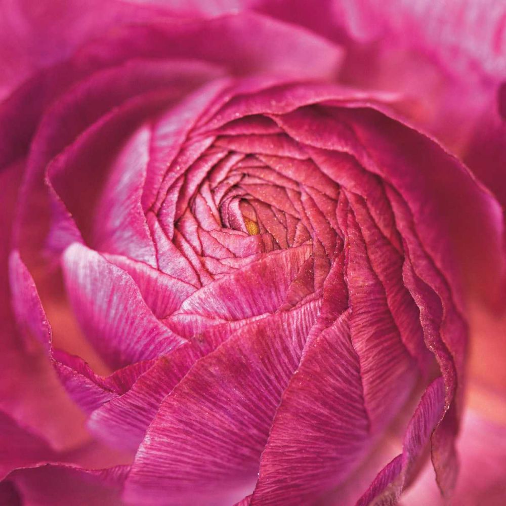 Ranunculus Abstract II Color art print by Laura Marshall for $57.95 CAD