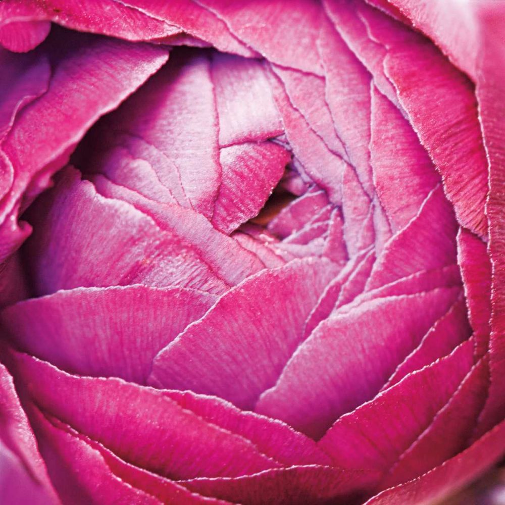 Ranunculus Abstract III Color art print by Laura Marshall for $57.95 CAD