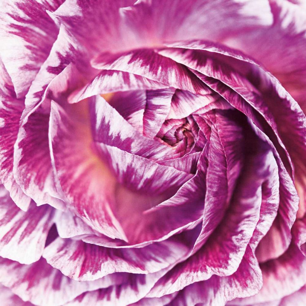 Ranunculus Abstract IV Color art print by Laura Marshall for $57.95 CAD