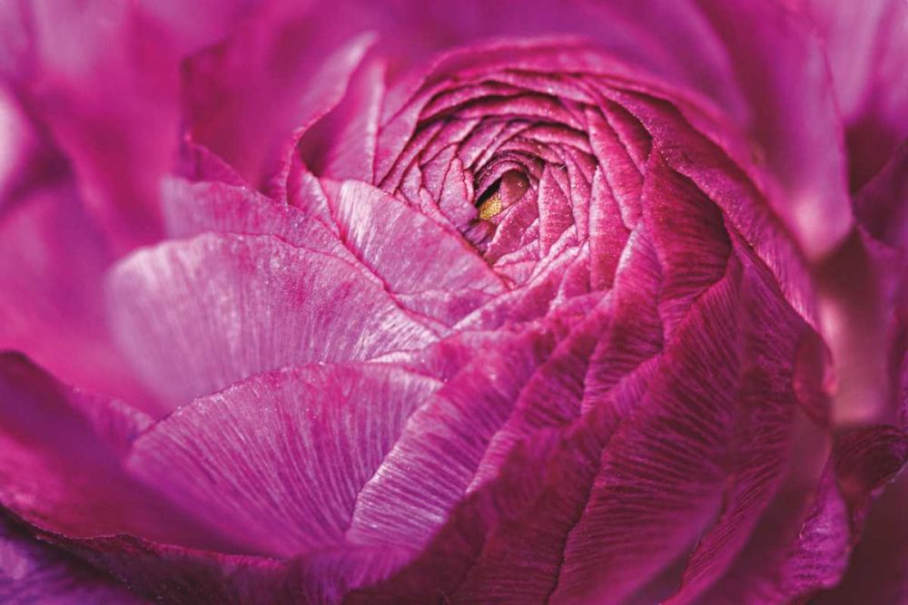 Ranunculus Abstract V Color art print by Laura Marshall for $57.95 CAD