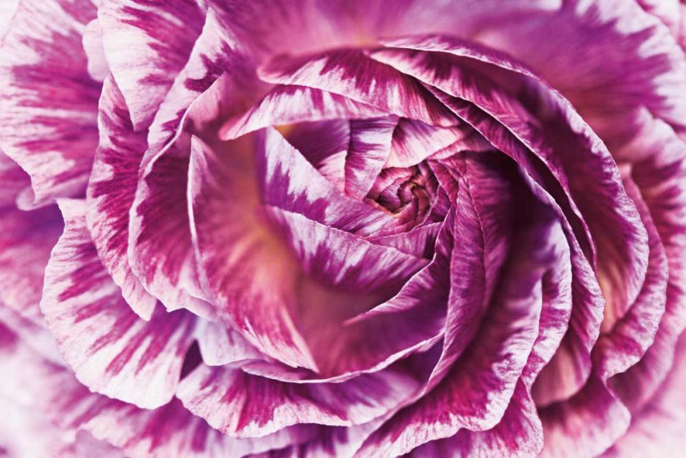 Ranunculus Abstract VI Color art print by Laura Marshall for $57.95 CAD
