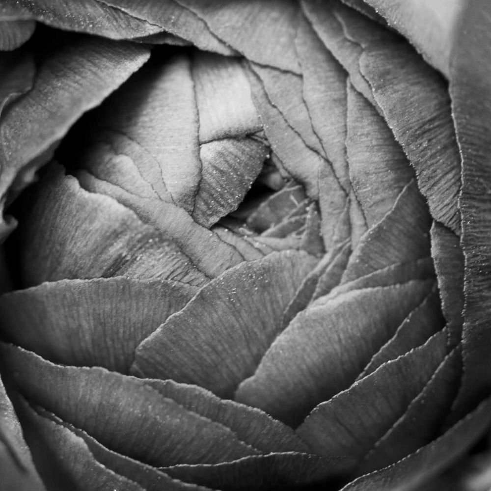 Ranunculus Abstract III BW art print by Laura Marshall for $57.95 CAD