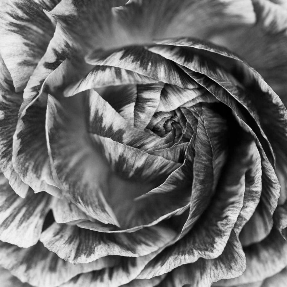 Ranunculus Abstract IV BW art print by Laura Marshall for $57.95 CAD