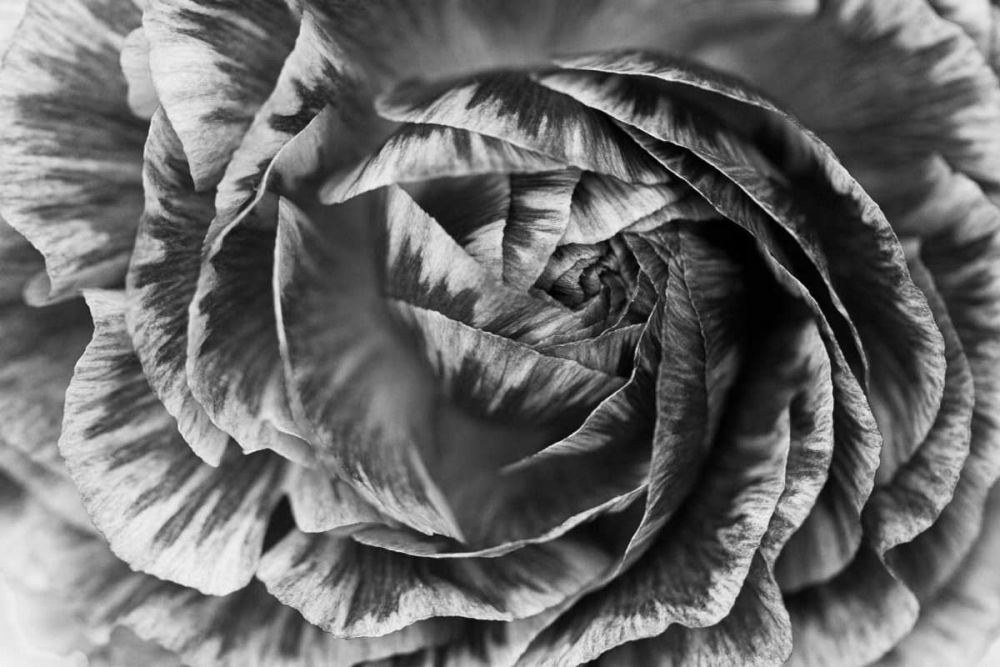 Ranunculus Abstract VI BW art print by Laura Marshall for $57.95 CAD