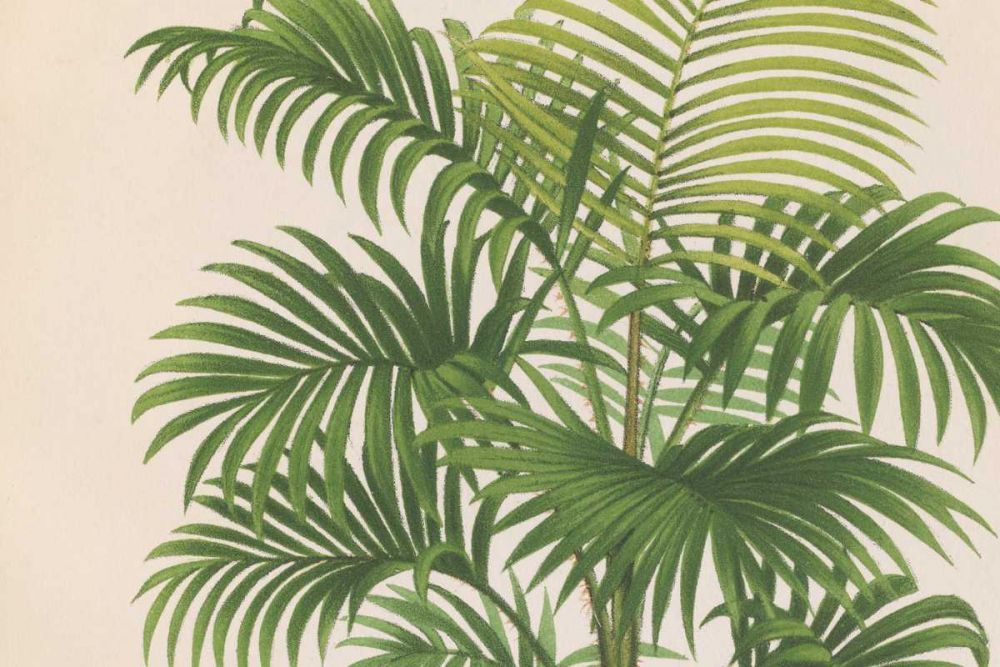 Palmier PL X Crop art print by Wild Apple Portfolio for $57.95 CAD