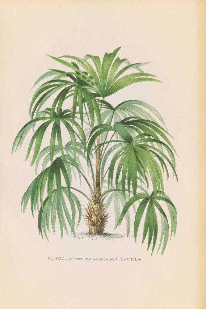 Palmiers PL XXIV art print by Wild Apple Portfolio for $57.95 CAD