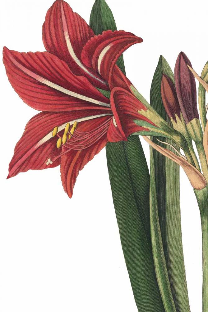 Botanique I no Words art print by Wild Apple Portfolio for $57.95 CAD