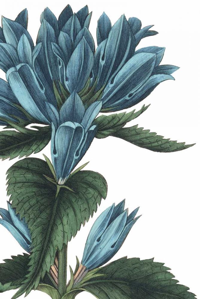 Botanique II no Words art print by Wild Apple Portfolio for $57.95 CAD