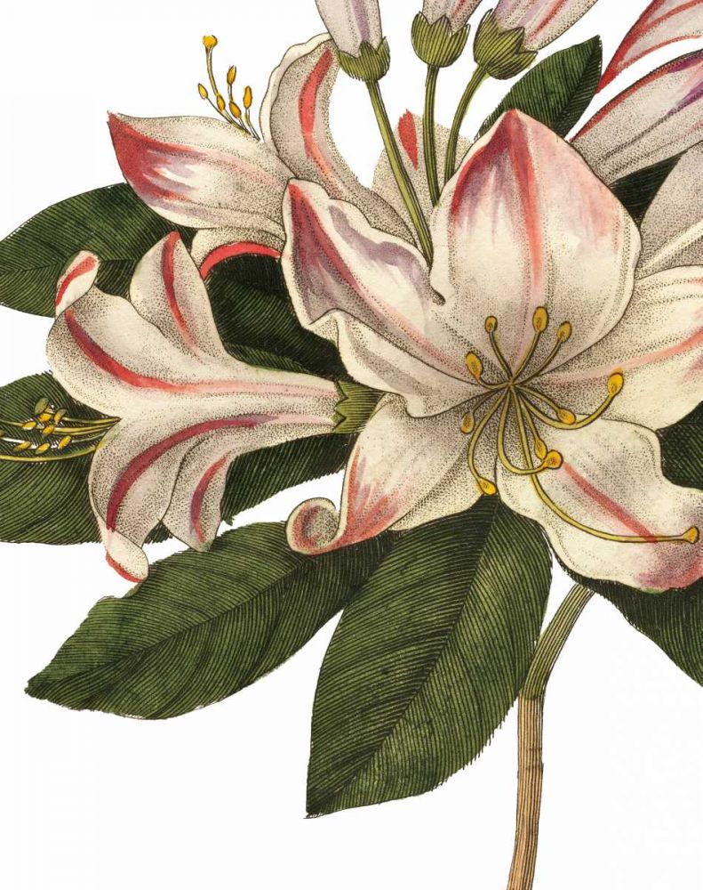 Botanique III no Words art print by Wild Apple Portfolio for $57.95 CAD