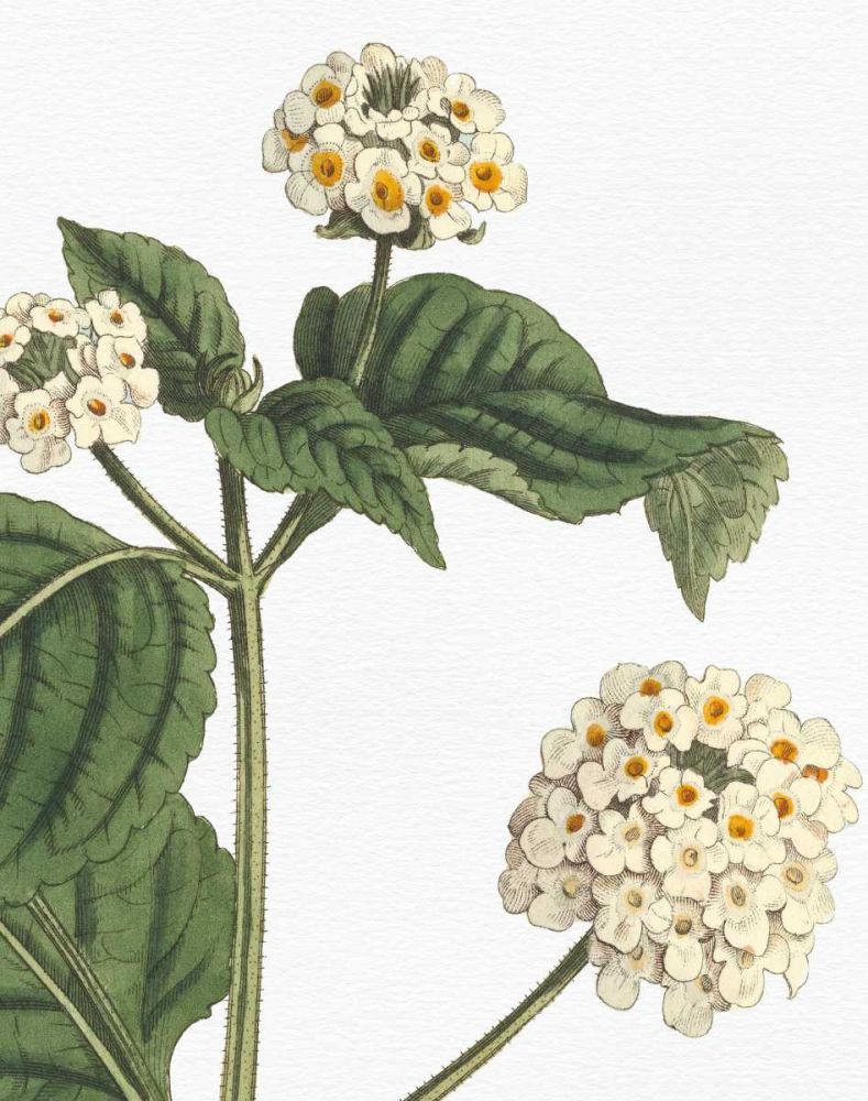 Botanique Bleu I on White no Words art print by Wild Apple Portfolio for $57.95 CAD