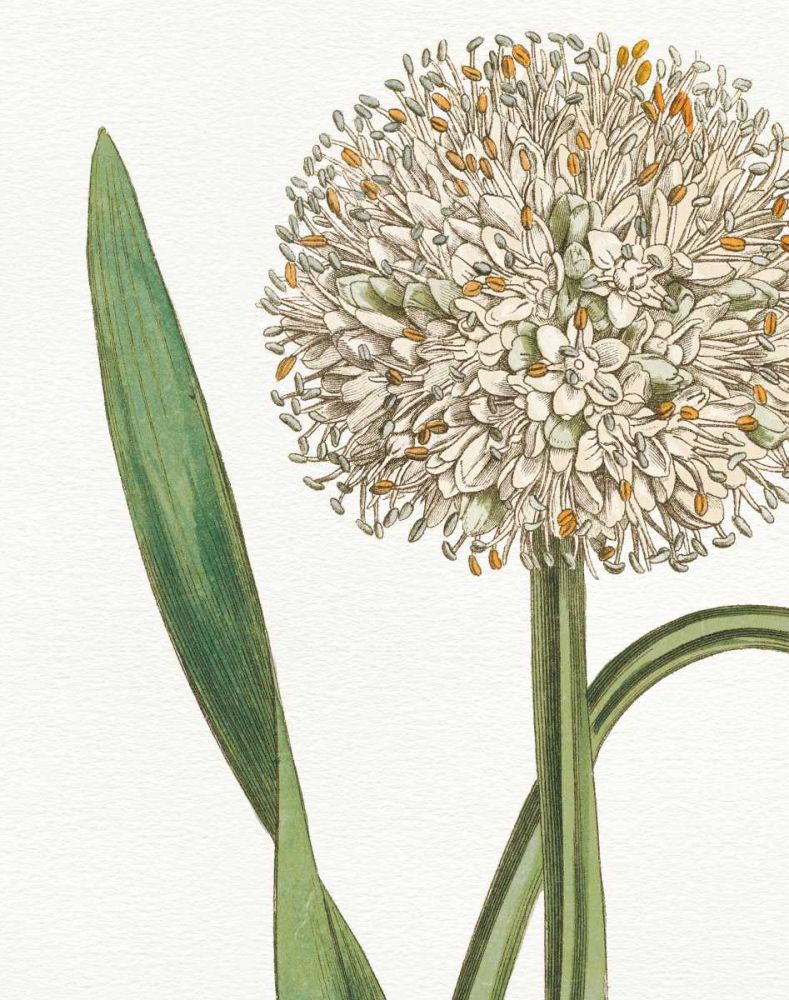 Botanique Bleu II  on White no Words art print by Wild Apple Portfolio for $57.95 CAD