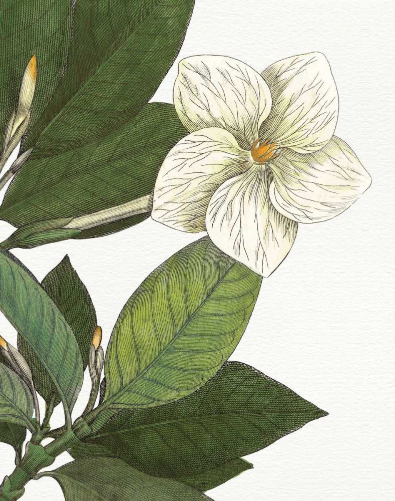 Botanique Bleu III  on White no Words art print by Wild Apple Portfolio for $57.95 CAD