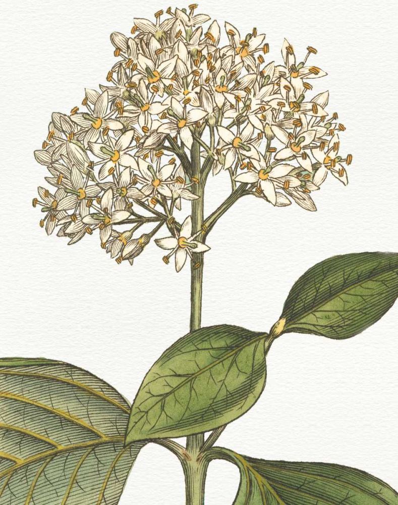 Botanique Bleu IV on White no Words art print by Wild Apple Portfolio for $57.95 CAD