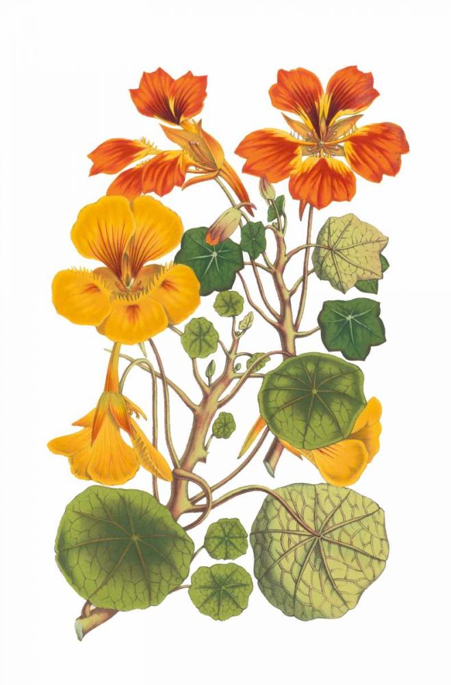 Antique Botanical XVII art print by Wild Apple Portfolio for $57.95 CAD