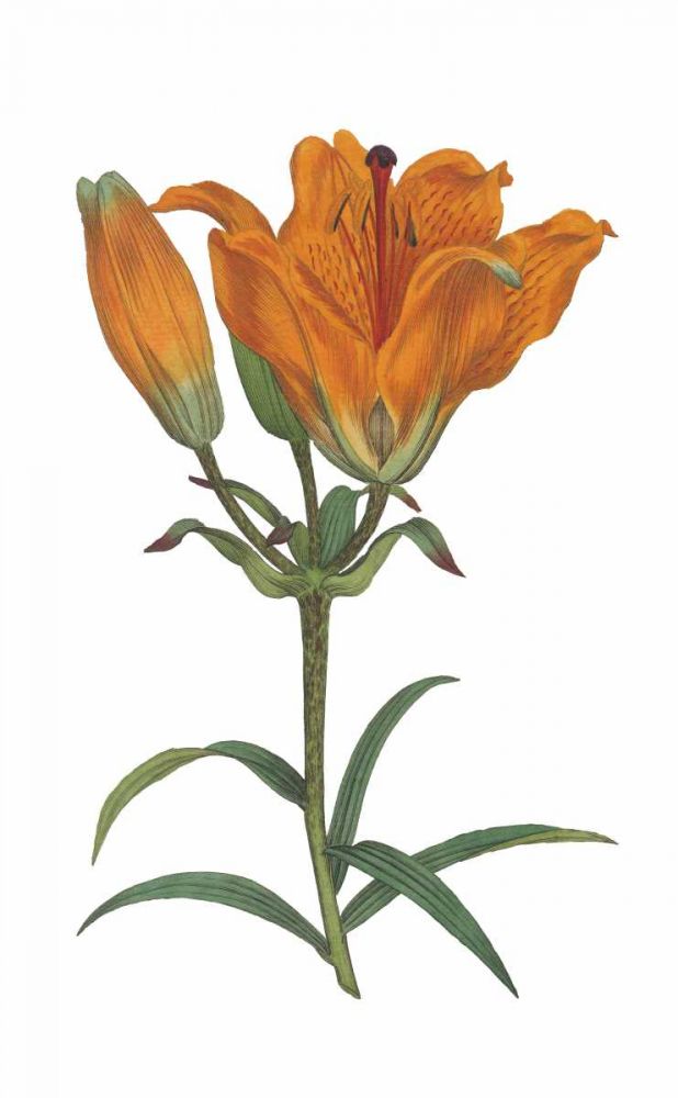 Antique Botanical XX on White art print by Wild Apple Portfolio for $57.95 CAD