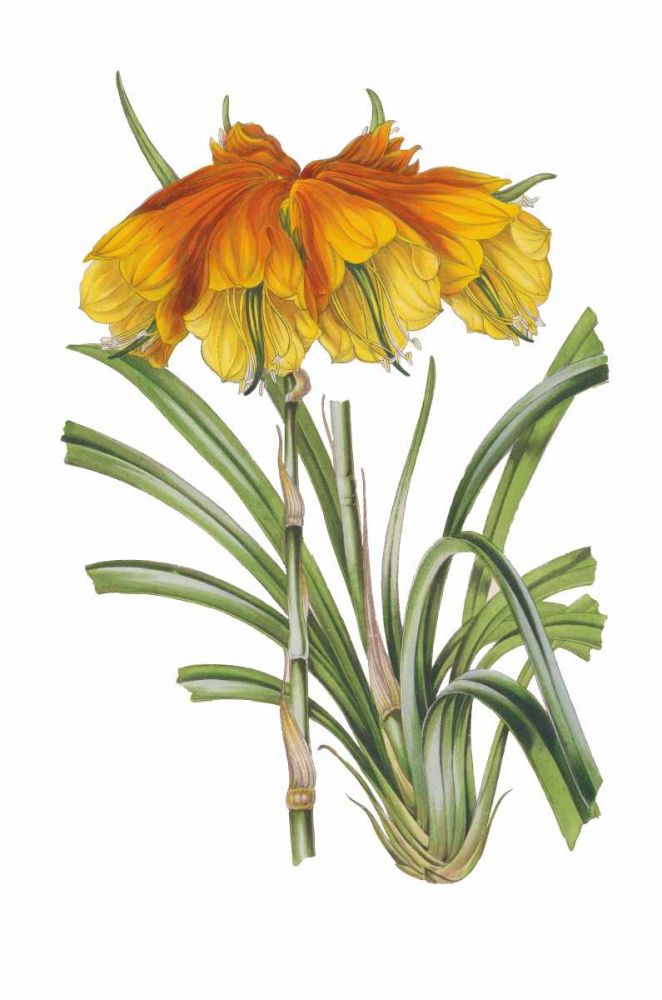 Antique Botanical XXIV on White art print by Wild Apple Portfolio for $57.95 CAD