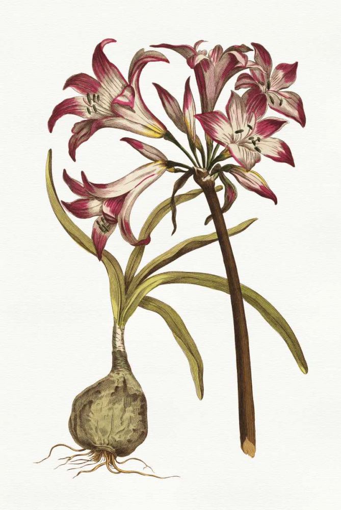 Vintage Floral I on White art print by Wild Apple Portfolio for $57.95 CAD