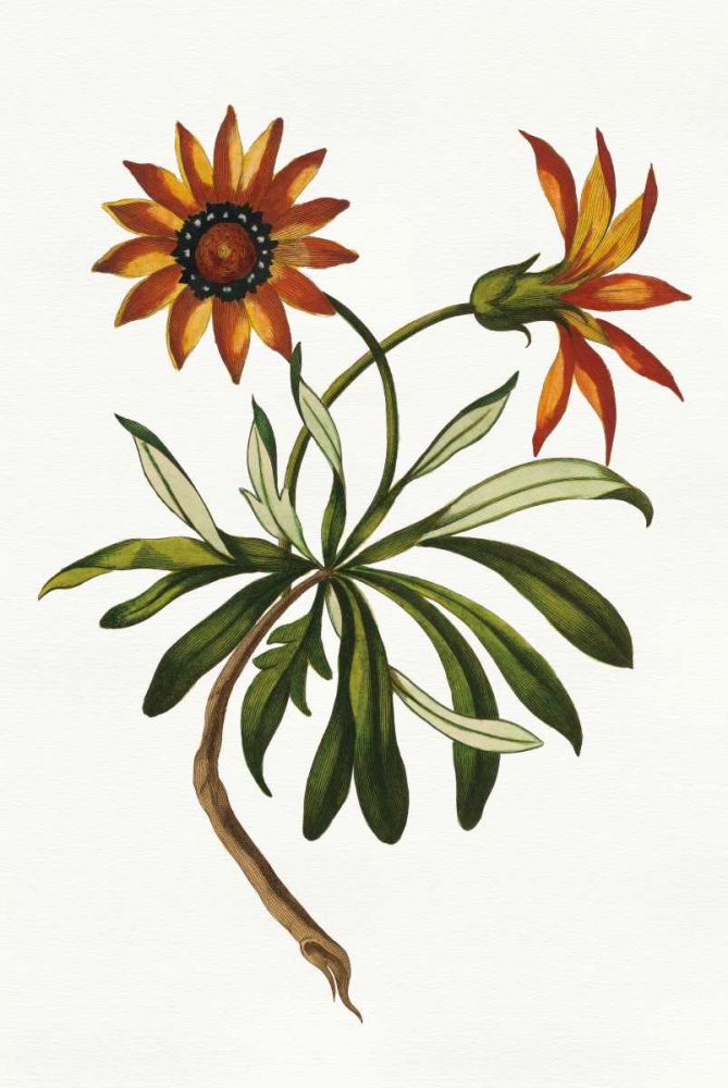 Vintage Floral II on White art print by Wild Apple Portfolio for $57.95 CAD