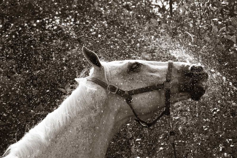After a Shower art print by Jim Dratfield for $57.95 CAD