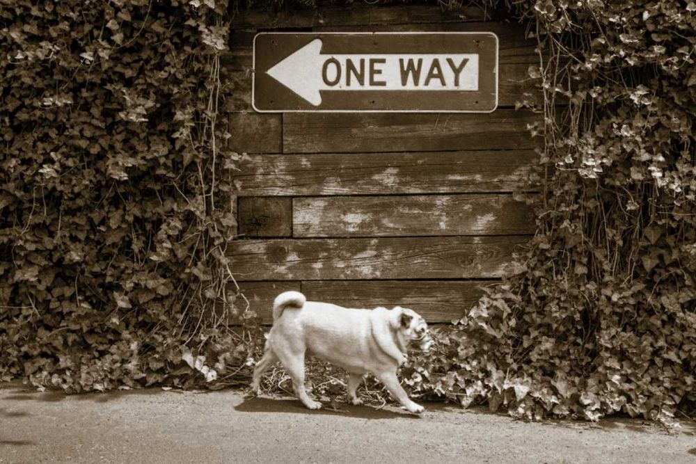 Which Way art print by Jim Dratfield for $57.95 CAD