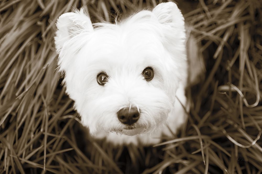 What a Cutie art print by Jim Dratfield for $57.95 CAD