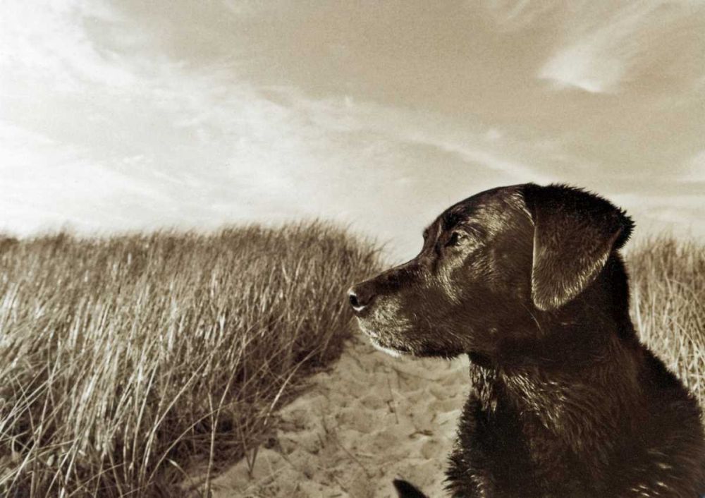 At the Beach art print by Jim Dratfield for $57.95 CAD
