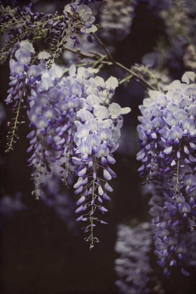 Wisteria Cascade I art print by Elizabeth Urquhart for $57.95 CAD