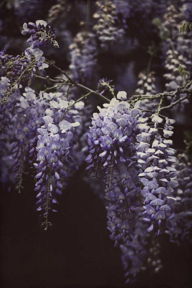 Wisteria Cascade II art print by Elizabeth Urquhart for $57.95 CAD