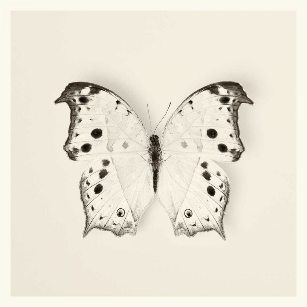 Butterfly IV BW Crop art print by Debra Van Swearingen for $57.95 CAD