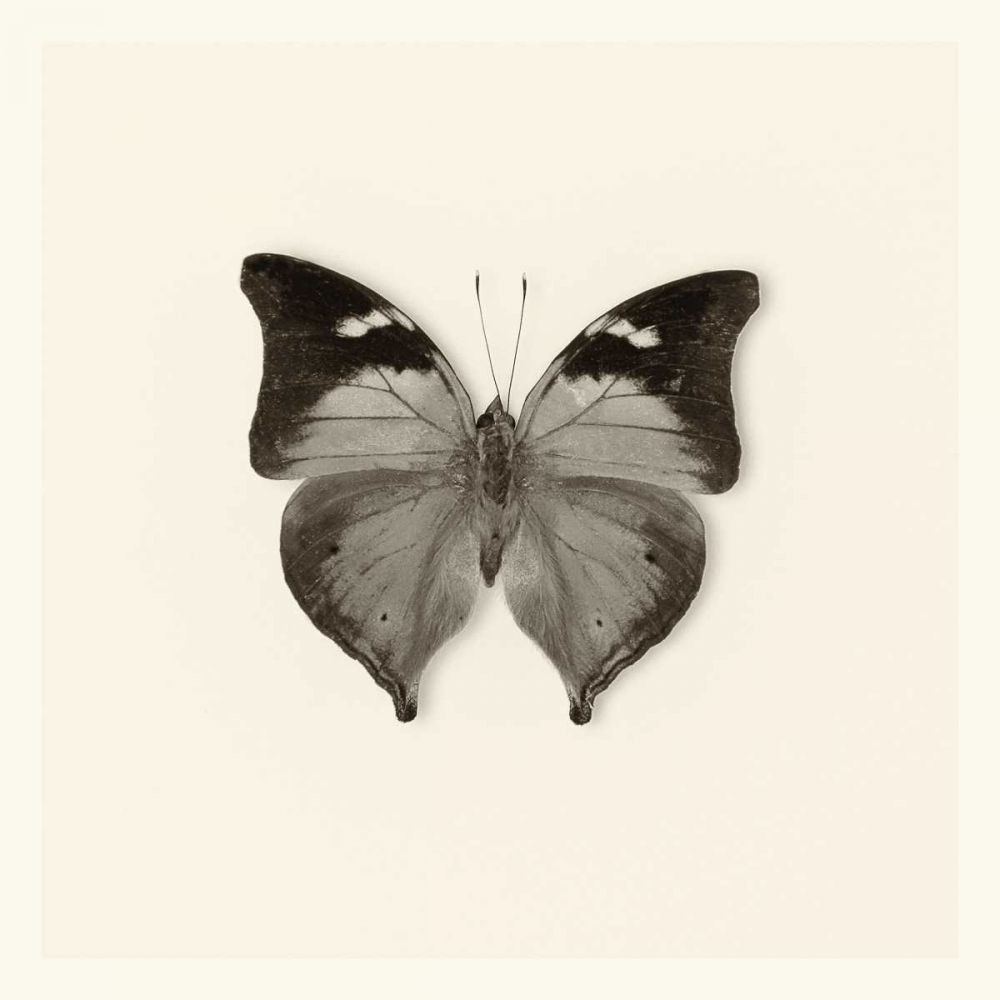 Pela Studio art print by Debra Van Swearingen for $57.95 CAD