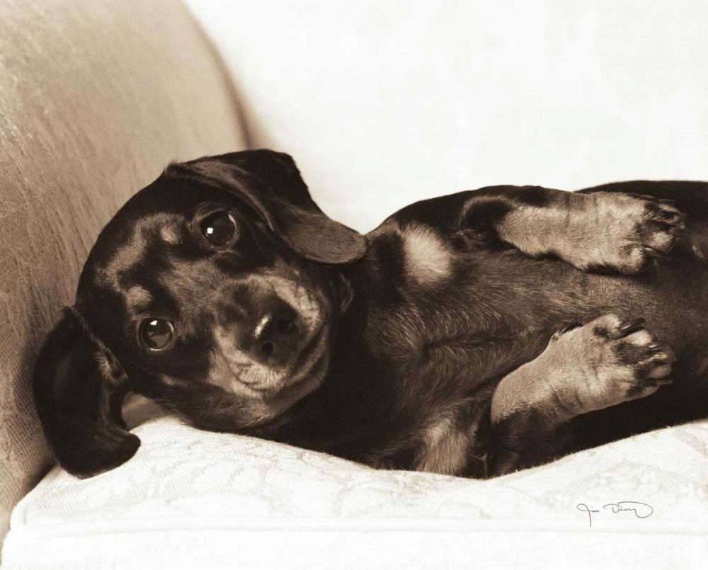 Dachshund Diva art print by Jim Dratfield for $57.95 CAD